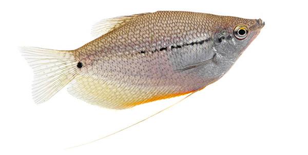 Gourami