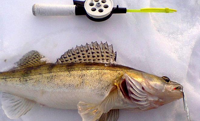 Najbolji spinner za walleye