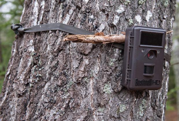 The best camera traps for hunting