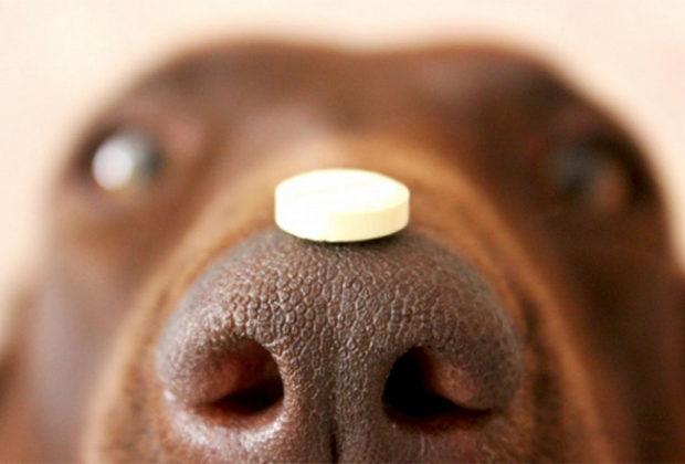 Best Worm Remedies for Dogs