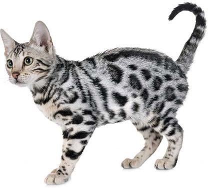 bengalski