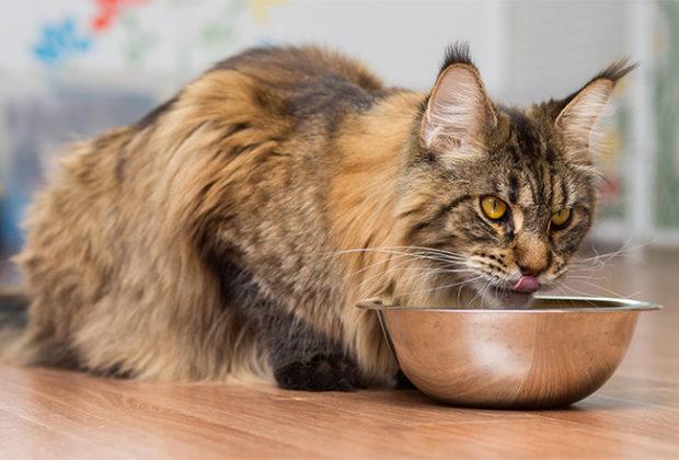 The best food for Maine Coons