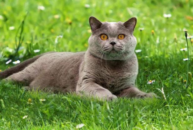 The best cat breeds