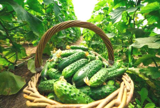 The best varieties of cucumbers for open ground