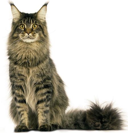 Maine Coon