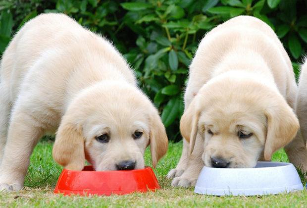 The best food for a Labrador