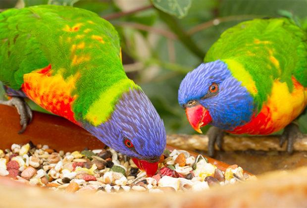 The best food for parrots