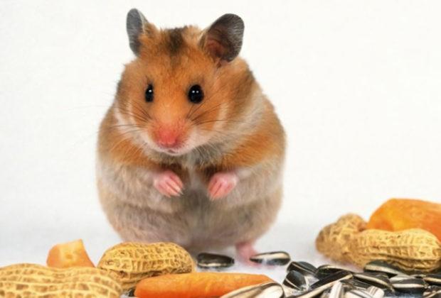 The best food for hamsters