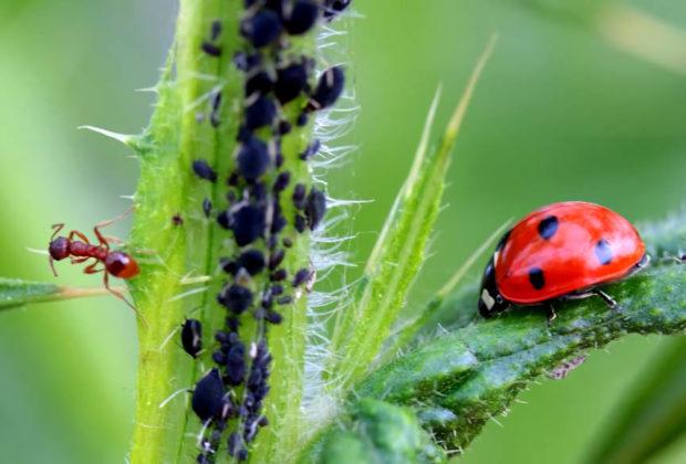 aphid remedies